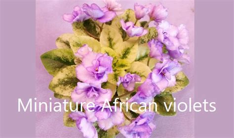 violet barn african violets|where to purchase african violets.